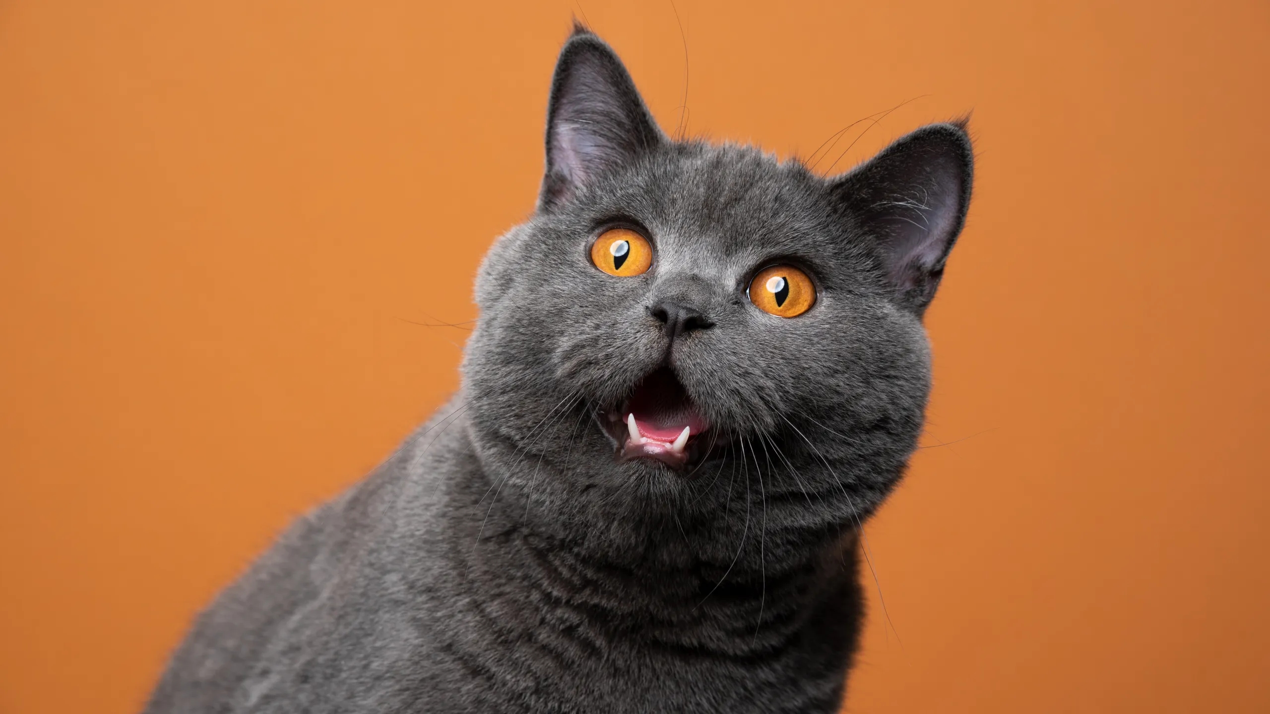 wee